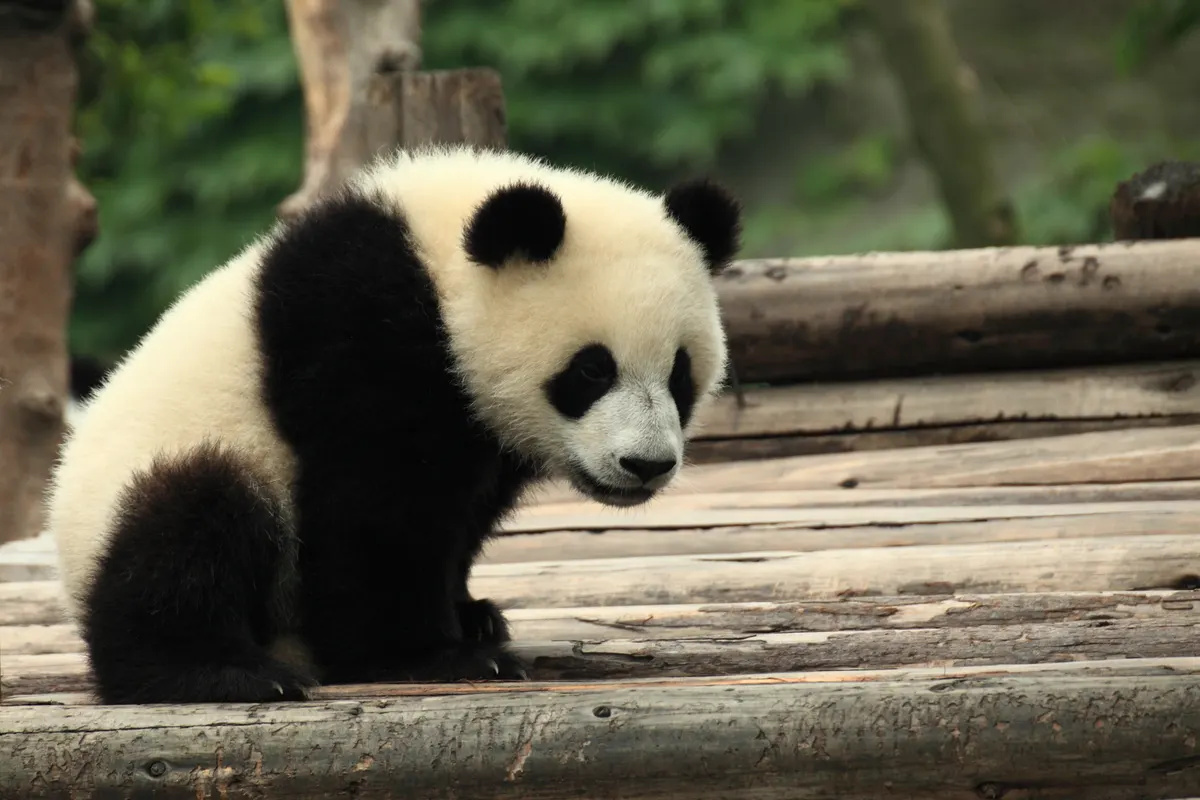 Giant panda at the Chengdu Research Base of Giant Panda Breeding